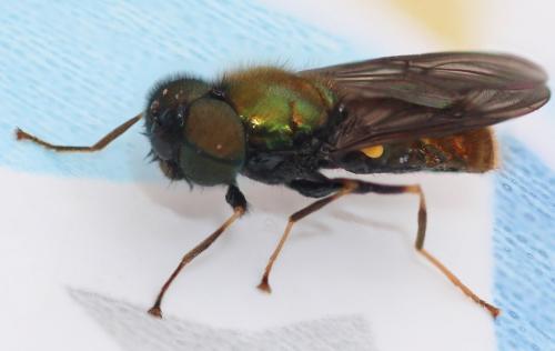 Réf. 260 926 : Chloromyia speciosa